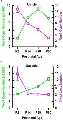 TMC function, dysfunction, and restoration in mouse vestibular organs